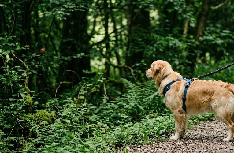 Man’s Best Friend or a Menace to Wildlife? Balancing Pet Ownership with Conservation