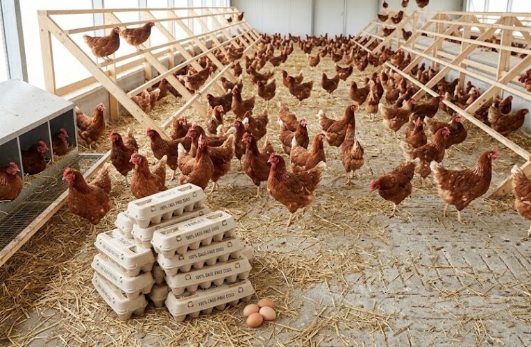 A Win for Welfare: Target Commits to 100% Cage-Free Eggs