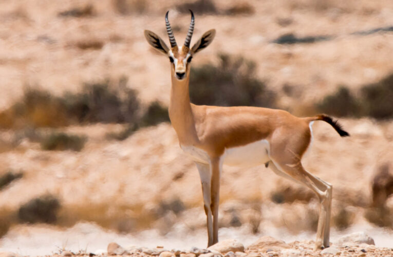 Guardians of Life: The Strategies and Challenges of Modern Conservation