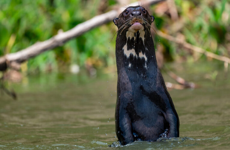 Beyond the Map: The Global Effort to Protect Animals on the Move