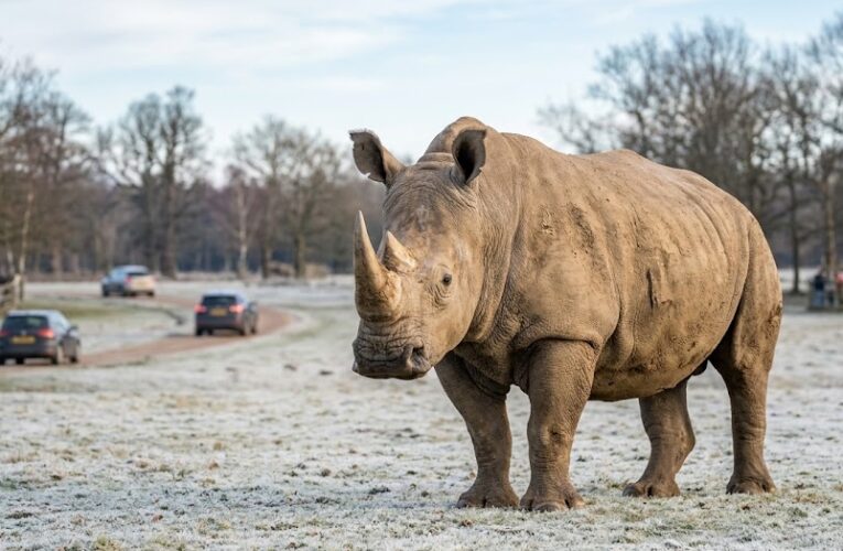 Winter in the Wilds: Exploring the Frosty Charm of Woburn Safari Park