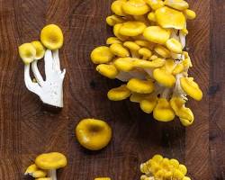 The Hidden Cost of Color: Why Golden Oyster Mushrooms are a Forest Threat