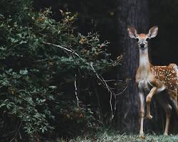 Giant Wonders: 9 Animals That Are Much Larger Than You Think