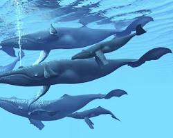 Beyond Instinct: The Genetic Links Behind Whale Social Structures and Migration