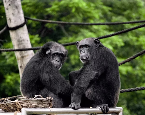 Civil War in the Jungle: Deadly Chimpanzee Split Revealed