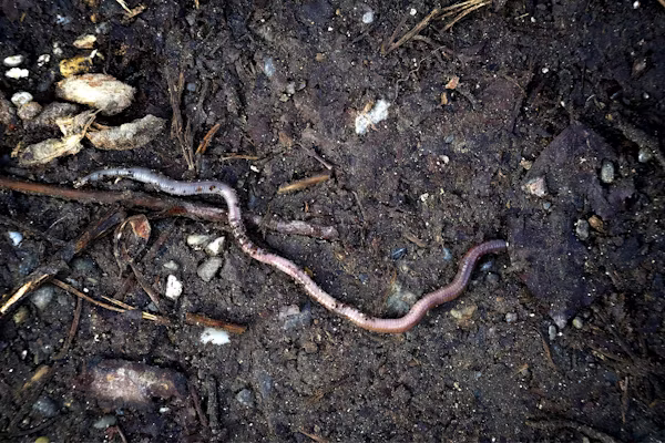 The “Crazy Worm” Invasion: Jumping Worms Threaten Western Soil