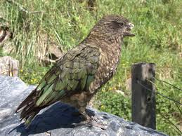 Bruce the Kea: The World’s First Disabled Alpha Male