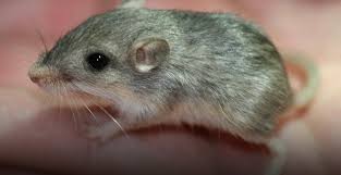 Genetic Resilience: The Pacific Pocket Mouse vs. Climate Change