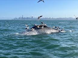 The “Bay Death Trap”: Gray Whales and Vessel Strikes