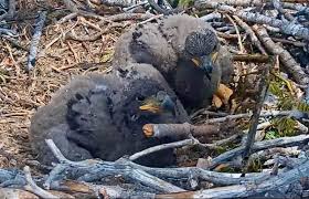 Sandy & Luna: Students Name the Famous Big Bear Eagle Chicks Amid a $2.5 Million Conservation Win