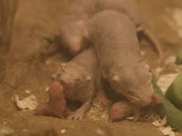 The Mole Rat Succession: The Brutal Biological Shift Behind a New Queen’s Reign