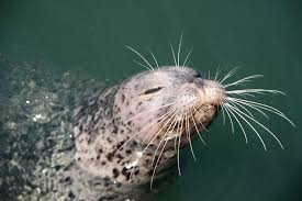 Underwater Radars: How Harbor Seals Use Whiskers to Track the Invisible