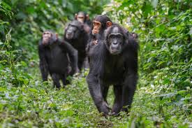 The Fog of Primate War: What a Chimpanzee “Civil War” Reveals About Human Conflict
