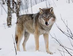 Silent Killers: Investigation Launched into Mass Wolf Poisonings in Italy’s Abruzzo National Park