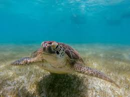 The “God Squad” Decides: Secret Vote Sacrifices 21 Endangered Species for Gulf Oil