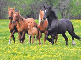 End of an Era: Canada’s Largest Horse Slaughterhouse, Bouvry Exports, Permanently Closes