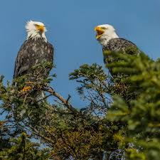 Found! Caesar the Bald Eagle Safely Returns to Dollywood After Going Missing