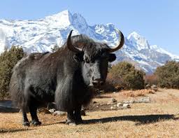 High-Altitude Crisis: Climate Change and Social Shifts Push Nepal’s Yak Herding Toward Extinction