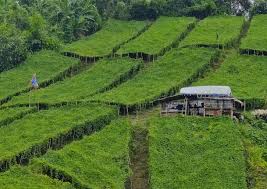 Cultivating Change: Bangladesh’s Hill Tribes Trade Ancestral Jhum for “Machan” Farming