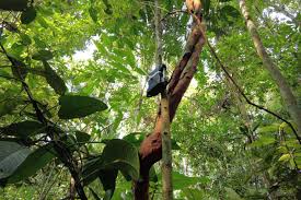 The Forest Has Ears: Guatemala Deploys AI-Powered “Guardians” to Stop Illegal Logging