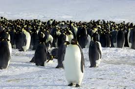 Frozen Out: Why Emperor Penguins Have Officially Joined the Endangered Species List