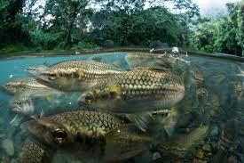 Crisis Under the Surface: Almost Half of European Freshwater Fish Face Extinction