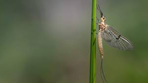 The Upward Spiral: Scientists Uncover the Mystery Behind the Mayfly’s ‘Vertical Dance’