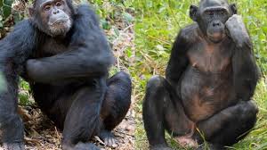 Beyond the Divide: New Study Reveals the Shared Evolutionary Roots of Apes and Humans
