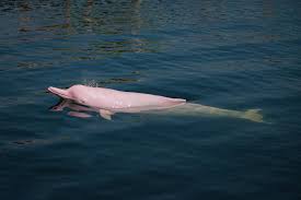 Ancient Legends, Modern Challenges: Protecting the Amazon’s Precious Pink Dolphins