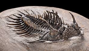 Lessons in Stone: What Ancient Fossils Teach Us About the Future of Our Planet