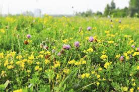 The Power of the Pavement Poppy: Why “No Mow May” is Reshaping Our Relationship with the Humble Dandelion