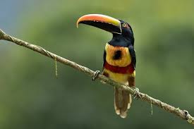 Avian Wonders of the Tropics: Exploring the Birds of Costa Rica’s Southern Pacific Coast