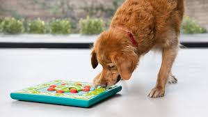The Science of Living Longer: How Researchers Are Cracking the Code of Dog Longevity