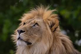 The Last Stand of the Asiatic Lion: Inside the Fragile Success of Gir National Park