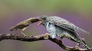 Nature’s Most Ruthless Impostors: The Evolution of the Brood Parasite “Mafia”