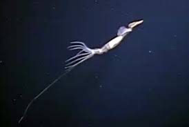 The Real-Life Kraken: Why Earth’s Largest Invertebrate is Still a Ghost in the Deep