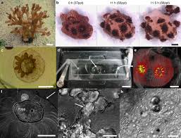 The “Invisible” Goldmine: Why Coral Reefs Are Hiding the Future of Modern Medicine