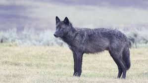 The Ghost Breed: Why Half of Italy’s Wild Wolves Are No Longer “Pure”