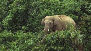 The Urgent Policy Gaps Threatening Bangladesh’s Last Wild Giants