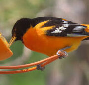 How to Lure Migrating Orioles with the Colors They Love