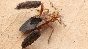 Small, Furry, and Deadly: Meet the Northern Territory’s Newest Bug Species