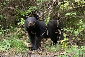 The Battle for the Mountains: Inside Japan’s Growing Bear Crisis