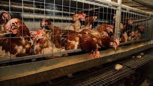 The Price of Freedom: Why Cage-Free Farming is the New Economic Standard