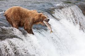 Bears vs. Caribou: The High-Stakes Legal War Over Alaska’s “Mulchatna” Kill Program