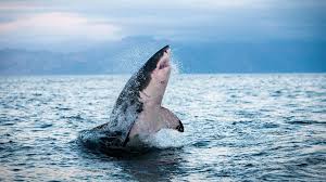 How Overheating is Suffocating Sharks and Tuna