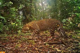 Can a Reforestation Revolution Save the Javan Leopard?