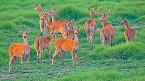 The Rare Swamp Deer Finds a New Stronghold