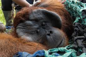 Turning Borneo’s Residents into Paid Eco-Observers