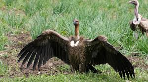 India vulture conservation biodiversity loss Frontline