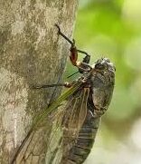 The “Dark Side” of Survival: How Cicadas Use Shadows to Find Trees